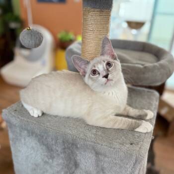 Rescue Domestic Short Hair Cats for Adoption in Port Richey, Florida - Boogie | PetCurious