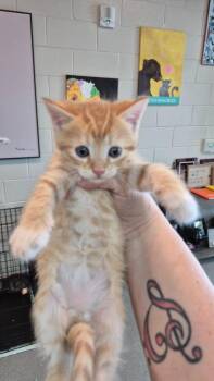 Aspen -  Domestic Short Hair Cat for Adoption in Chattanooga, Tennessee - Aspen | PetCurious
