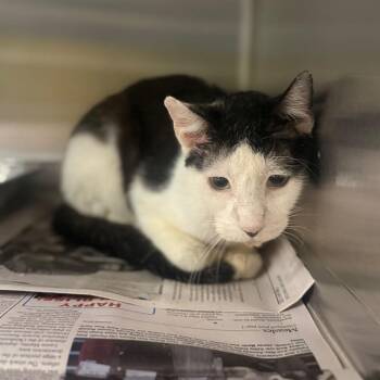 Bacon Bit -  Domestic Short Hair Cat for Adoption in Pauls Valley, Oklahoma - Bacon Bit | PetCurious