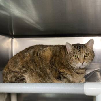 Domestic Short Hair Cats Available for Adoption in Palm Springs, California - Ling | PetCurious