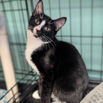 Rescue Domestic Short Hair Cats for Adoption - Huckleberry | PetCurious