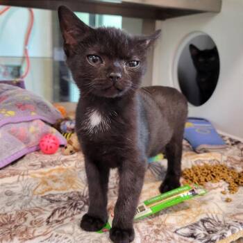 Mugsy -  Domestic Short Hair Cat for Adoption in Nashville, Indiana - Mugsy | PetCurious
