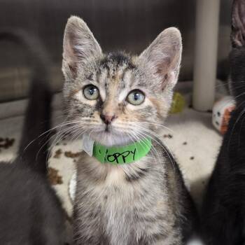 Domestic Short Hair Cats Available for Adoption in Fort Wayne, Indiana - Poppy | PetCurious