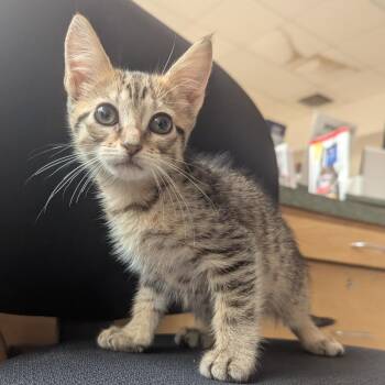 Sonata -  Domestic Short Hair Cat for Adoption in Evansville, Indiana - Sonata | PetCurious