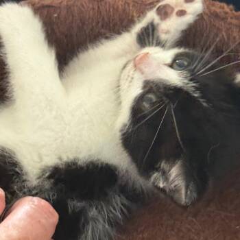 Domestic Short Hair Cats Available for Adoption in Silver Spring, Maryland - Storm (Available 5/21) | PetCurious