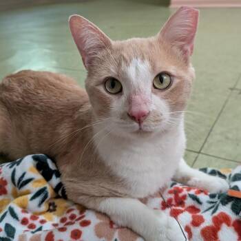 John Luck -  Domestic Short Hair Cat for Adoption in Chicago, Illinois - John Luck | PetCurious