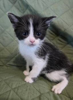 Domestic Short Hair Cats Available for Adoption in Wellington, Kansas - Saki | PetCurious