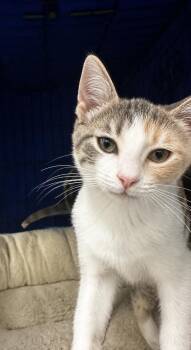 Mirabelle -  Domestic Short Hair Cat for Adoption in Evansville, Indiana - Mirabelle | PetCurious