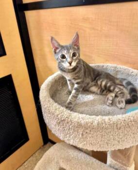 Addison -  Domestic Short Hair Cat for Adoption in Springfield, Pennsylvania - Addison | PetCurious