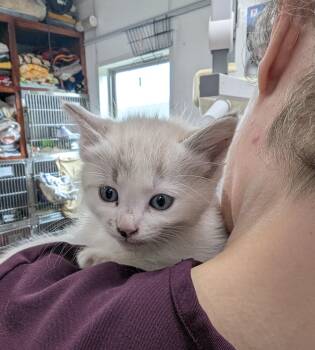 Sophie -  Domestic Short Hair Cat for Adoption in Cottonwood, Minnesota - Sophie | PetCurious