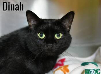 Dinah -  Domestic Short Hair Cat for Adoption in Fort Mill, South Carolina - Dinah | PetCurious