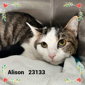 ALISON -  Domestic Short Hair Cat for Adoption in Marietta, Georgia - ALISON | PetCurious