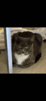 Rescue Domestic Short Hair Cats for Adoption in Crofton, Maryland - Casey | PetCurious