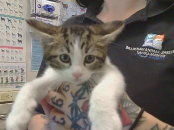 Domestic Short Hair Cats Available for Adoption in Sacramento, California - CHRISTOPHER | PetCurious