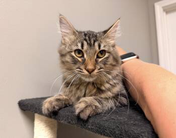 Artemis -  Domestic Short Hair Cat for Adoption in Batesville, Arkansas - Artemis | PetCurious