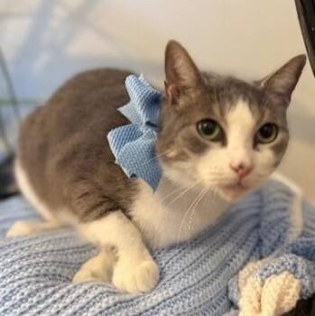 Bean Sprout -  Tabby and Domestic Short Hair Cat for Adoption in Friendswood, Texas - Bean Sprout | PetCurious