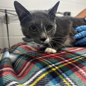 Stars -  Domestic Short Hair Cat for Adoption in Spruce Pine, North Carolina - Stars | PetCurious