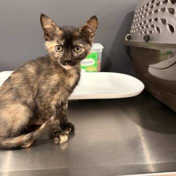 Humphrey Noodlebottom -  Domestic Medium Hair and Domestic Short Hair Cat for Adoption in Livingston, Texas - Humphrey Noodlebottom | PetCurious