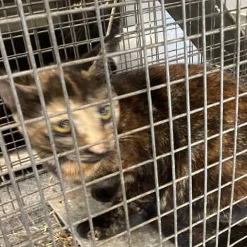 Jerry -  Domestic Short Hair Cat for Adoption in Montgomery, Alabama - Jerry | PetCurious