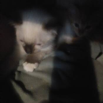 Quinta -  Siamese Cat for Adoption in PORT WENTWRTH, Georgia - Quinta | PetCurious