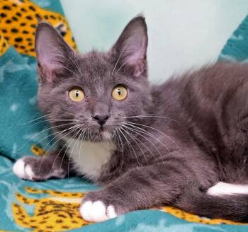 Toots -  Domestic Long Hair Cat for Adoption in Tierra Verde, Florida - Toots | PetCurious