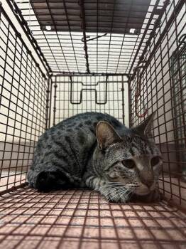 Rescue Domestic Short Hair Cats for Adoption in San Jose, California - A1395871 | PetCurious