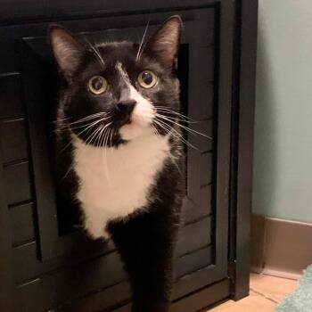 Vegas -  Domestic Short Hair Cat for Adoption in Baltimore, Maryland - Vegas | PetCurious