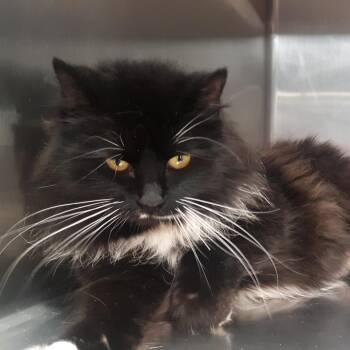 Domestic Long Hair Cats Available for Adoption - Tulip | PetCurious