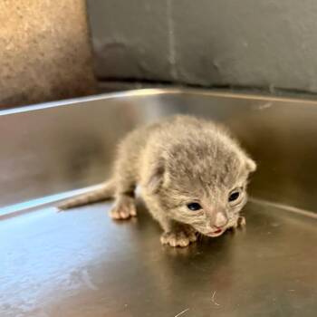 TUSC-Stray-85630_2 -  Domestic Short Hair Cat for Adoption in Tuscaloosa, Alabama - TUSC-Stray-85630_2 | PetCurious