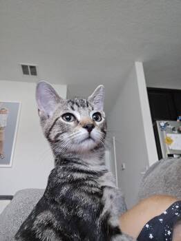 Fry -  Domestic Short Hair Cat for Adoption in St. Cloud, Florida - Fry | PetCurious