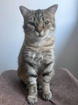 Domestic Short Hair Cats Available for Adoption - Diane | PetCurious