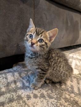 Rescue Domestic Short Hair Cats for Adoption in Columbia, Maryland - Ella | PetCurious