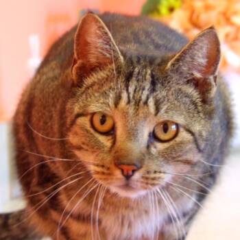 Domestic Short Hair Cats Available for Adoption in New York, New York - Baxter | PetCurious