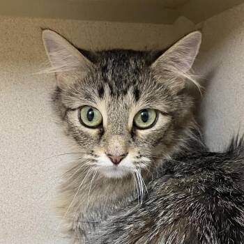 Paloma -  Domestic Medium Hair Cat for Adoption in Rifle, Colorado - Paloma | PetCurious