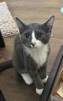 Tavren -  Domestic Short Hair Cat for Adoption in Emerald Isle, North Carolina - Tavren | PetCurious
