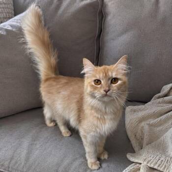 Nova -  Domestic Long Hair Cat for Adoption in New York, New York - Nova | PetCurious