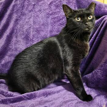 Jessie -  Domestic Short Hair Cat for Adoption in Bentonville, Arkansas - Jessie | PetCurious