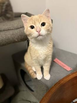 Domestic Short Hair Cats Available for Adoption - Kipper | PetCurious