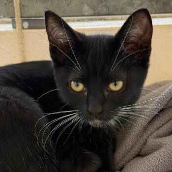 Domestic Short Hair Cats Available for Adoption - Granache | PetCurious