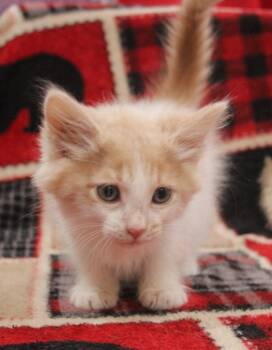 Domestic Short Hair Cats Available for Adoption in Vacaville, California - Dodge | PetCurious