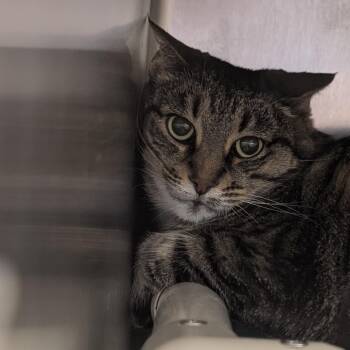 Bonnie -  Domestic Short Hair Cat for Adoption in St. Augustine, Florida - Bonnie | PetCurious