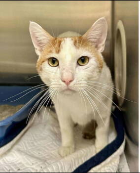 Rescue Domestic Short Hair Cats for Adoption - Owen | PetCurious