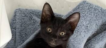 Raven -  Domestic Short Hair Cat for Adoption in Pineville, Louisiana - Raven | PetCurious