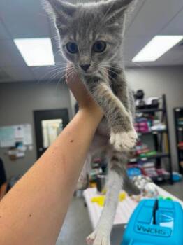 Mesh -  Domestic Short Hair Cat for Adoption in Van Wert, Ohio - Mesh | PetCurious