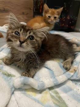Mindy -  Domestic Short Hair Cat for Adoption in Raleigh, North Carolina - Mindy | PetCurious
