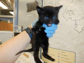 Domestic Short Hair Cats Available for Adoption in San Jose, California - PAUL | PetCurious