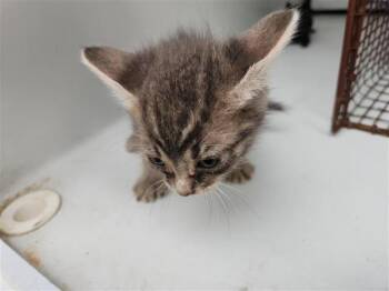 Domestic Short Hair Cats Available for Adoption in Houston, Texas - A655527 | PetCurious