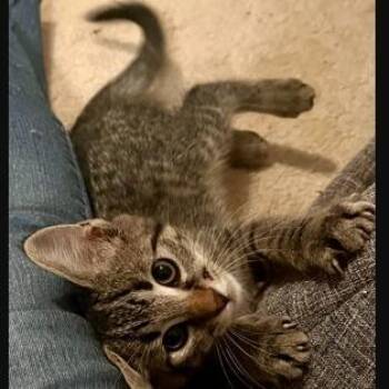 Trapper -  Domestic Short Hair Cat for Adoption in Melbourne, Kentucky - Trapper | PetCurious