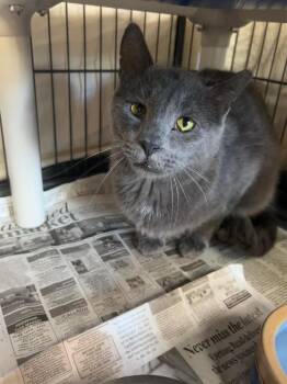 Expo -  Domestic Short Hair Cat for Adoption in Cincinnati, Ohio - Expo | PetCurious