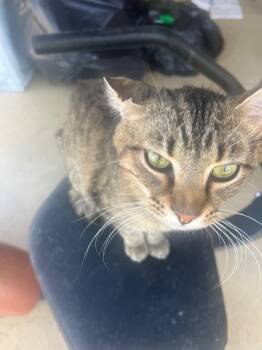 Domestic Short Hair Cats Available for Adoption in Cromwell, Kentucky - Hobie | PetCurious